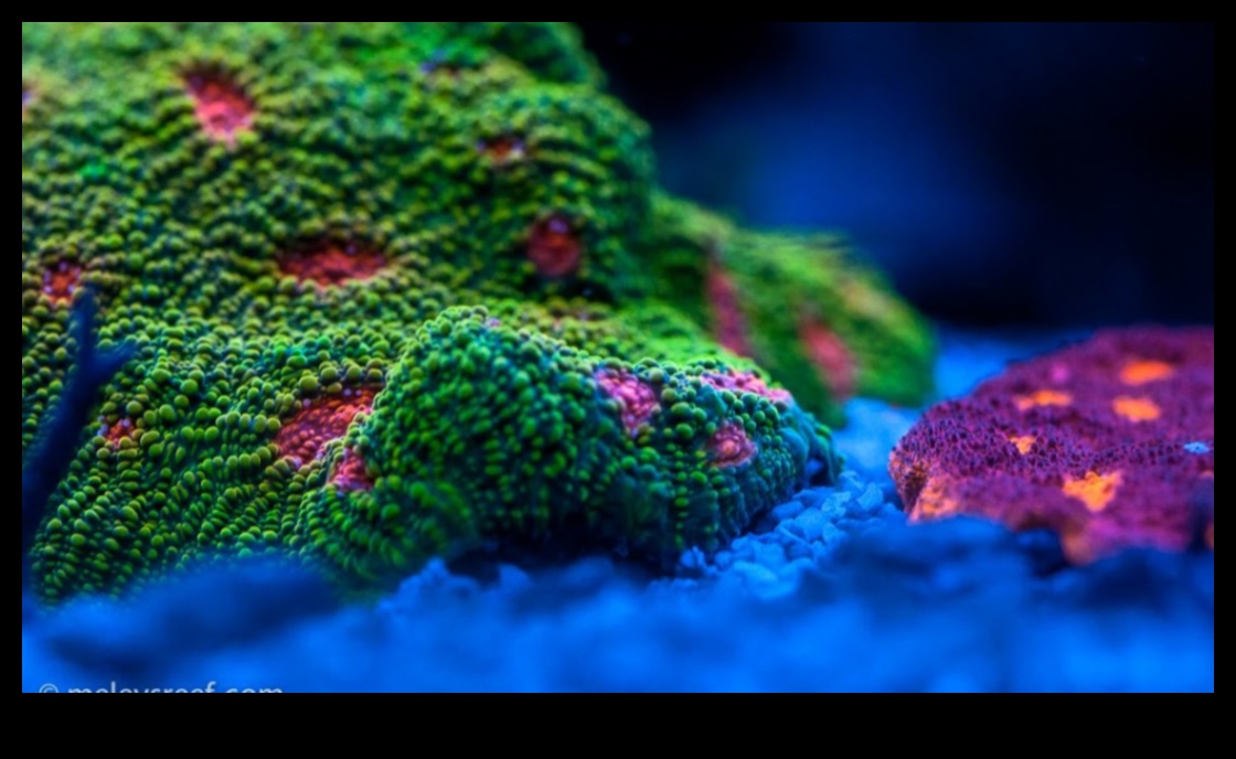 تفاصيل أنيقة: التركيز على العناصر المعقدة باستخدام أنماط التصوير الفوتوغرافي الماكرو