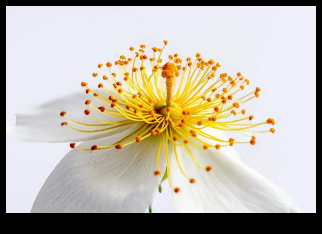 تفاصيل أنيقة: التركيز على العناصر المعقدة باستخدام أنماط التصوير الفوتوغرافي الماكرو