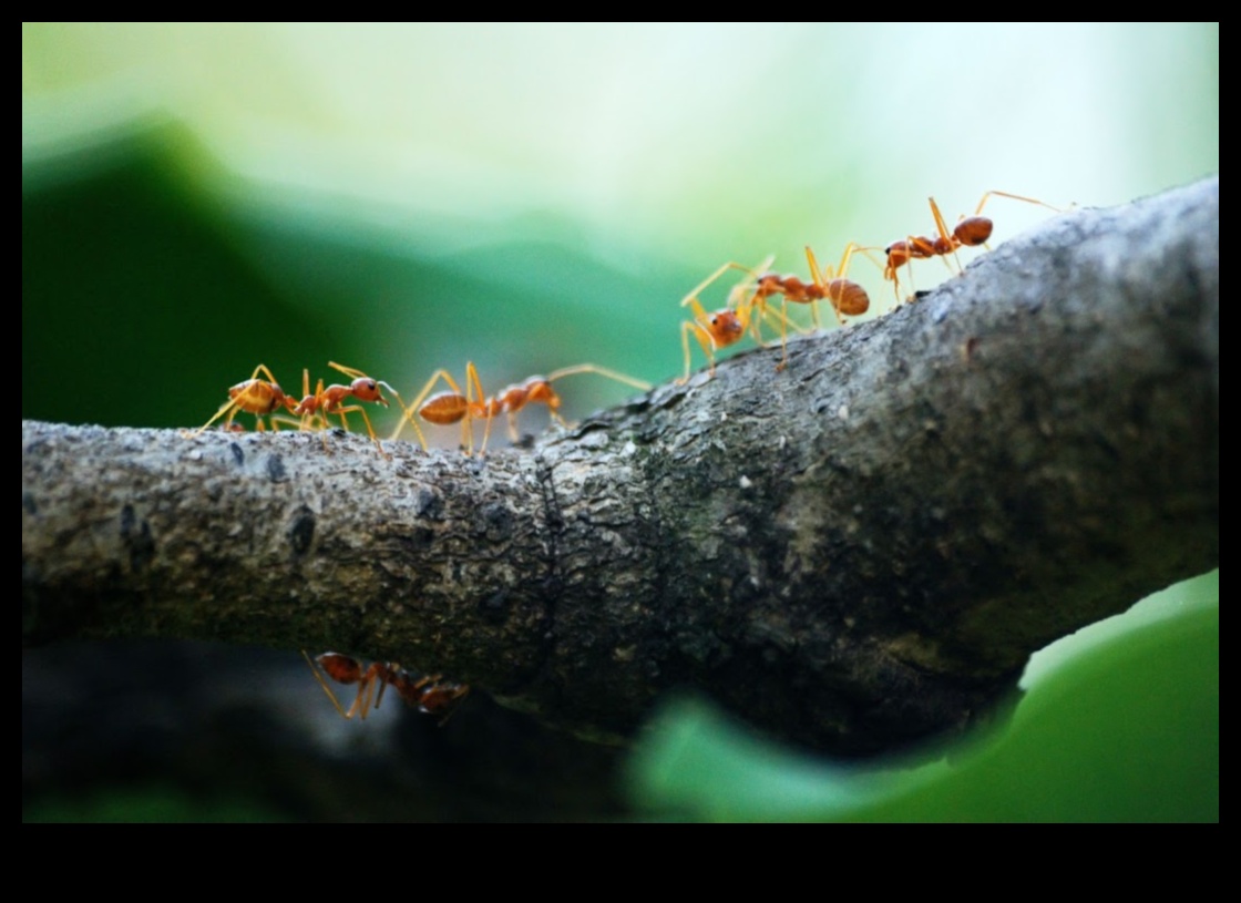 تفاصيل أنيقة: التركيز على العناصر المعقدة باستخدام أنماط التصوير الفوتوغرافي الماكرو