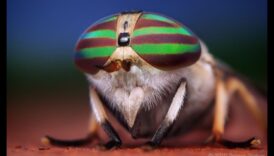 تفاصيل أنيقة: التركيز على العناصر المعقدة باستخدام أنماط التصوير الفوتوغرافي الماكرو