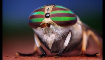 تفاصيل أنيقة: التركيز على العناصر المعقدة باستخدام أنماط التصوير الفوتوغرافي الماكرو