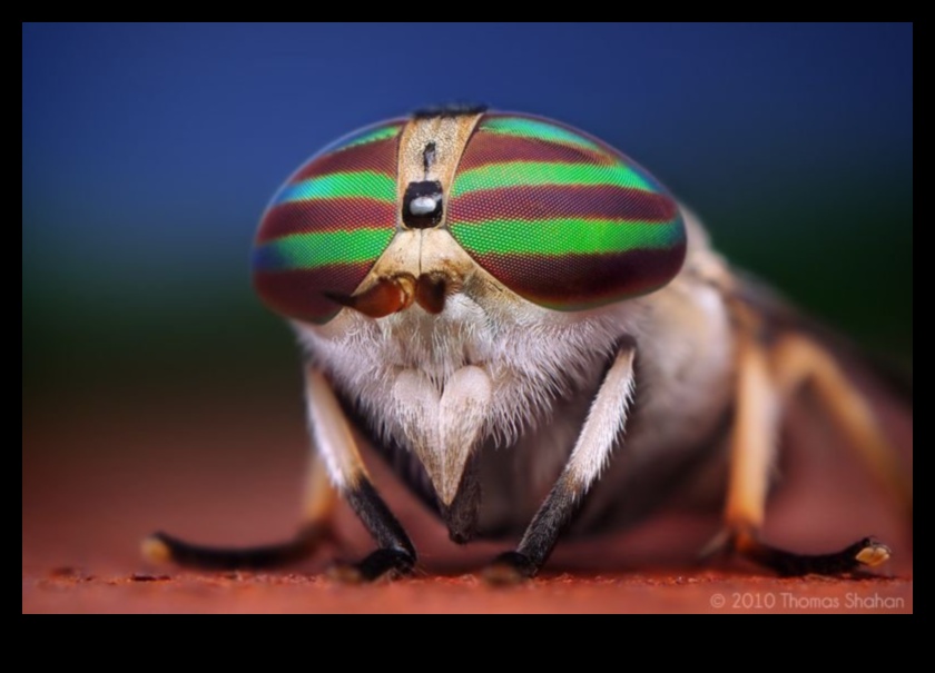 تفاصيل أنيقة: التركيز على العناصر المعقدة باستخدام أنماط التصوير الفوتوغرافي الماكرو